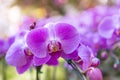 Closeup beautiful orchid over blurred flower garden background Royalty Free Stock Photo