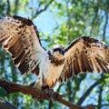 Closeup of a beautiful Osprey on a branch in a garden during sunrise