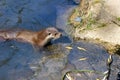 Closeup of beautiful otter swimming in the water on a sunny day