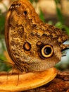 Owl butterfly eating fruit Royalty Free Stock Photo