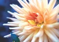 Closeup of a beautiful pale orange-white cactus dahlia in the garden. Royalty Free Stock Photo