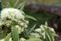 Closeup of beautiful pale yellow and cream Lemon Myrtle flowers Royalty Free Stock Photo