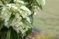 Closeup of beautiful pale yellow and cream Lemon Myrtle flowers Royalty Free Stock Photo