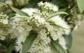 Closeup of beautiful pale yellow and cream Lemon Myrtle flowers Royalty Free Stock Photo