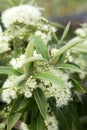 Closeup of beautiful pale yellow and cream Lemon Myrtle flowers Royalty Free Stock Photo