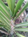 Closeup of beautiful pattern of green leaves of sugarcane plant growing in the farm, nature photography Royalty Free Stock Photo