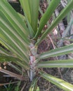 Closeup of beautiful pattern of green leaves of sugarcane plant growing in the farm, nature photography Royalty Free Stock Photo