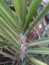 Closeup of beautiful pattern of green leaves of sugarcane plant growing in the farm, nature photography Royalty Free Stock Photo