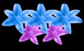 Closeup, Beautiful pattern set three coral blue and two violet lily flowers isolated on black background for design stock photo,