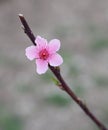 Closeup of beautiful peach flower