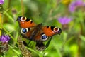 Closeup of  a beautiful Peacock butterfly on a flower Royalty Free Stock Photo