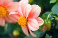 Closeup of a beautiful peony flower