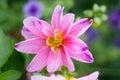 Closeup of a beautiful peony flower .