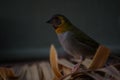 Closeup of a beautiful perched Cuban grassquit bird