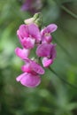 closeup of a beautiful perennial peavine flower