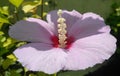 Closeup of beautiful petals and pollens of purple hibiscus flower blooming in garden, nature photography Royalty Free Stock Photo