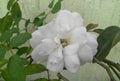 Closeup of beautiful petals of white rose flower blooming in branch of green leaves plant growing in garden, nature photography Royalty Free Stock Photo