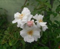 Closeup of beautiful petals of white rose flowers blooming in branch of green leaves plant growing in garden, nature photography Royalty Free Stock Photo