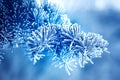 Closeup of a beautiful pine branches in the frost. trend tinted classic blue. blank for the designer. Christmas and new