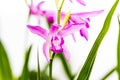 Closeup of a beautiful pink Bletilla orchid flower. Bletilla isolated on white background, one of the early blooming hardy Royalty Free Stock Photo