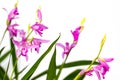 Closeup of a beautiful pink Bletilla orchid flower. Bletilla isolated on white background, one of the early blooming hardy Royalty Free Stock Photo