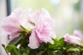 Closeup of beautiful pink blossoms of a room azalea with green leaves on a blurred background Royalty Free Stock Photo