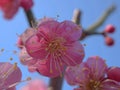 Closeup pink cherry blossoms sakura japan , macro image sweet color