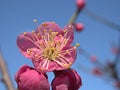 Closeup pink cherry blossoms sakura japan , macro image sweet color