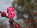 Closeup pink cherry blossoms sakura japan , macro image sweet color