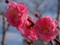 Closeup pink cherry blossoms sakura japan , macro image sweet color