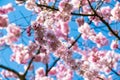 Closeup of beautiful pink cherry blossoms blooming in spring under a bright blue sky. Royalty Free Stock Photo