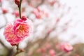 Closeup beautiful pink cherry blossoms on blurry background Royalty Free Stock Photo