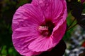 Closeup of a beautiful pink Chinese hibiscus flower in a garden Royalty Free Stock Photo