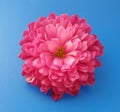 Closeup of beautiful pink chrysanthemum flower over blue background. Royalty Free Stock Photo