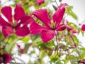 Closeup of a beautiful pink Clematis viticella flower against the blurry background of the garden Royalty Free Stock Photo