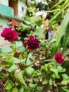 Beautiful pink color Shadow Cat or Dahlia Flower grow in a desi indian garden