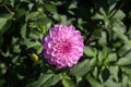 Closeup of a beautiful pink dahlia flower in a garden under the sunlight Royalty Free Stock Photo