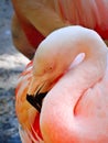 Closeup of beautiful pink flamingo bird cleaning its feathers with other birds standing in background Royalty Free Stock Photo