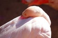 Closeup a Beautiful Pink Flamingo Getting Ready to Sleep Royalty Free Stock Photo