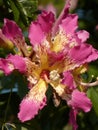 Closeup of beautiful pink floss silk tree on blurred background