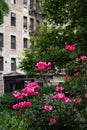 Beautiful Pink Flowers in front of an Old Brick Apartment Building in Greenwich Village of New York City during Spring Royalty Free Stock Photo