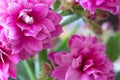 Closeup of beautiful pink flowers on a sunny day Royalty Free Stock Photo