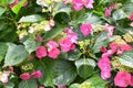 Closeup of beautiful pink French hydrangea flowers surrounded by leaves during daylight Royalty Free Stock Photo