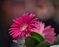 Closeup of beautiful pink gerbera flowers isolated on a blurred background Royalty Free Stock Photo