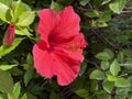 Closeup of a beautiful pink hawaiian hibiscus flower in a agrden Royalty Free Stock Photo