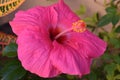 Closeup of a beautiful pink hibiscus flower Royalty Free Stock Photo