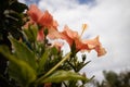 Closeup of beautiful pink Hibiscus flower. Royalty Free Stock Photo