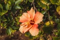 Closeup of beautiful pink Hibiscus flower. Royalty Free Stock Photo