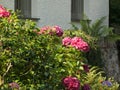 Closeup of beautiful pink hydrangea flowers surrounded by green leaves during daylight Royalty Free Stock Photo