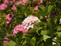 Closeup of beautiful pink hydrangea flowers surrounded by green leaves during daylight Royalty Free Stock Photo